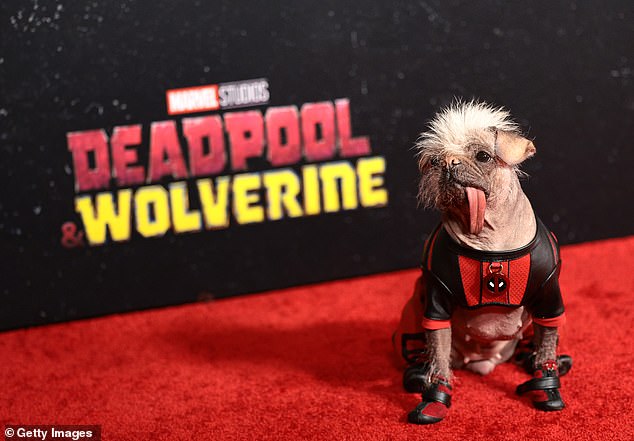 Peggy the dog attends the "Deadpool and Wolverine" Premiere in New York