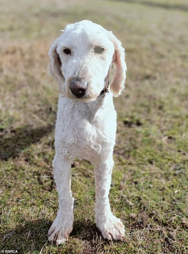 The RSPCA is aiming to raise $300,000 to cover the dogs' medical and foster care costs. Pictured is a labradoodle