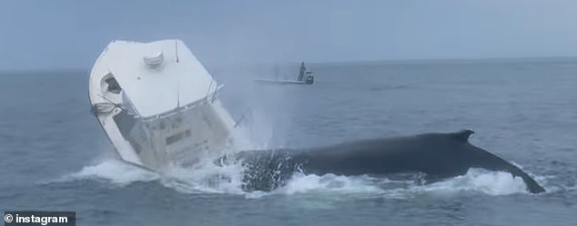 In the terrifying footage, the animal can be seen slamming its nose into the back of the small boat, knocking the two people on board into the water.