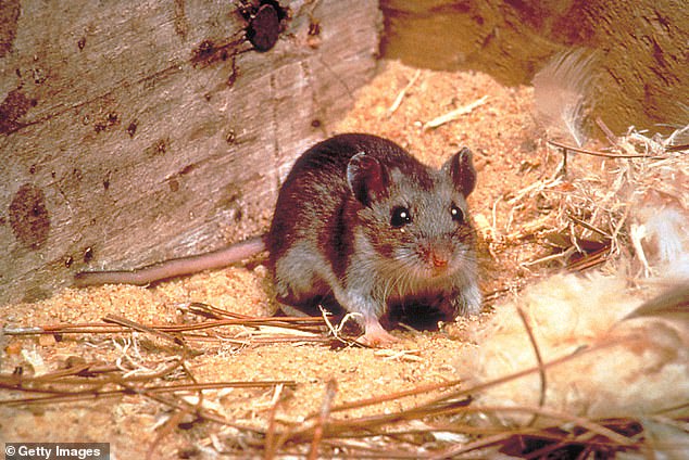 Hantavirus is transmitted by rodents such as the deer mouse (pictured). It does not cause symptoms in rodents, but can be transmitted through urine or saliva.