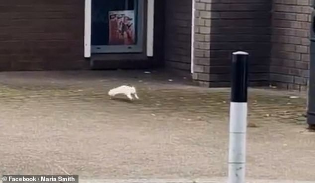 The red-eyed squirrel is believed to be albino, a condition caused by a genetic mutation that leads to a complete lack of pigment.