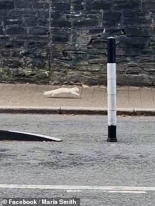 Maria Smith was able to snap a photo of the elusive rodent when she spotted it outside the city library over the weekend.