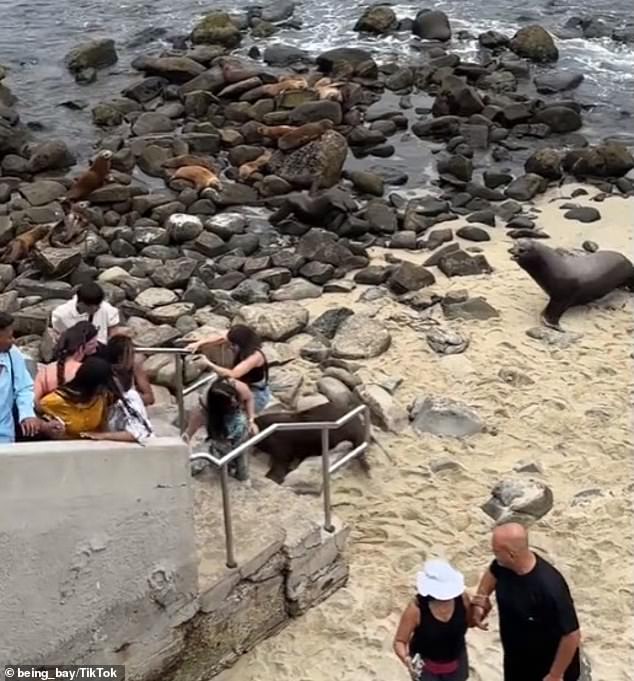 These mammals are known to breed off the coast of California from late June to early August. (Pictured: One of the sea lions runs away towards nearby rocks as people flee the area)