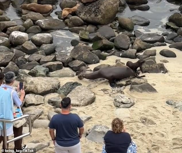 Robyn Davidoff of the Sierra Club Seal Society said the large numbers of sea lions create quite a spectacle on beaches during the summer.