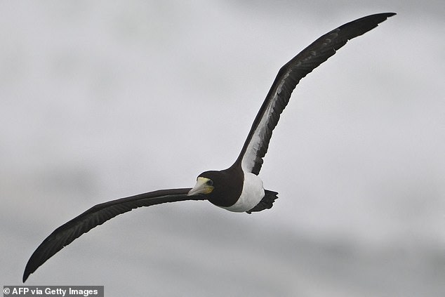 A brown booby flies over Itauna beach in the city of Saquarema, Rio de Janeiro state.