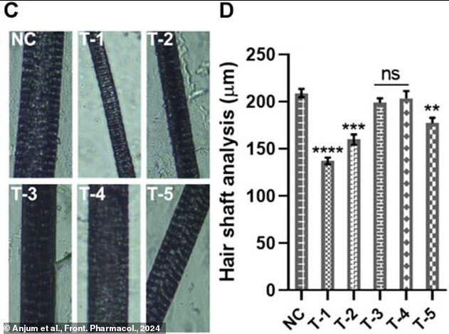 By promoting blood flow to the hair follicles, researchers found that the sugar gel promoted the growth of thick, long hair (labeled T-3 and T-5).