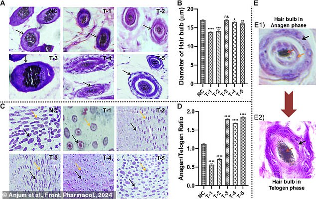 Researchers hope their treatment could offer a natural alternative that promotes healthy blood vessel recovery (pictured) rather than affecting sex hormones.