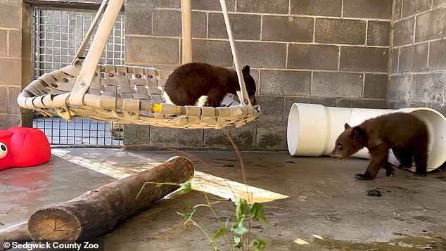 The Sedgwick County Zoo announced Wednesday that it had received a pair of twin black bear cubs, a brother and sister, from Oregon after their mother was shot and killed.