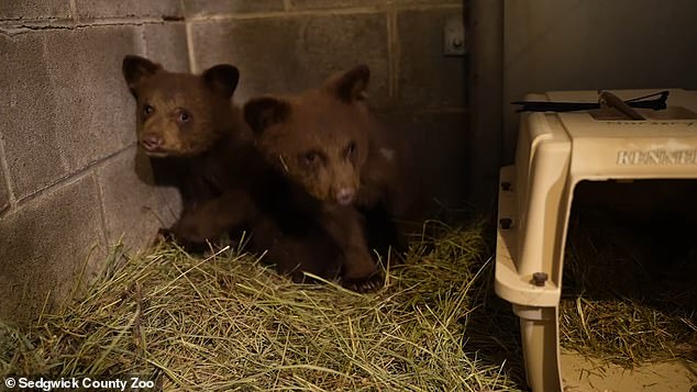 The Oregon Department of Fish and Wildlife (ODFW) took steps to rescue the bears. They then contacted the Sedgwick County Zoo, which was already on a waiting list for black bears in need of a new home.