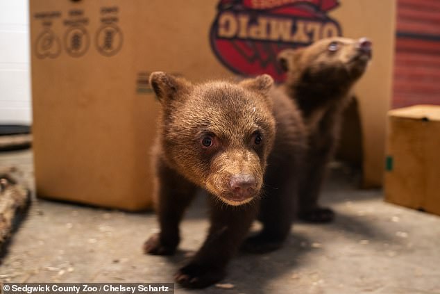 The bears will be on display to the public starting Monday.