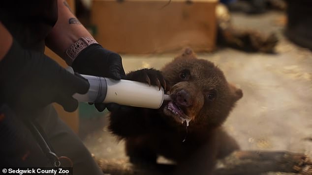 The shorter travel time, now less than six hours, allowed zoo staff to continue feeding the cubs milk every two hours throughout the flight.