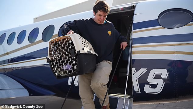 To ensure the cubs' well-being during transport from Oregon to Wichita, the Sedgwick County Zoo enlisted the help of the Sheriff's Office, which acquired a new aircraft last year.