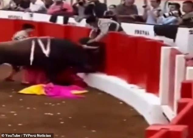 A cape falls to the ground as the bull charges Roca Rey against the barriers in Santiago, Spain