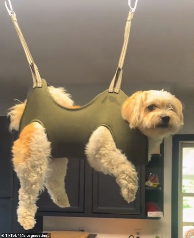 TikTok user Chrissy shared a 42-second video revealing how she and her boyfriend had put their small dog, Harlan, in a harness attached to the ceiling.