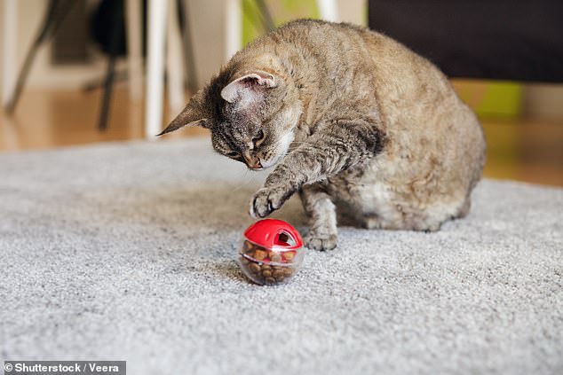 Cat costs: Feline friends now cost the average Briton £33,000 over their lifetime