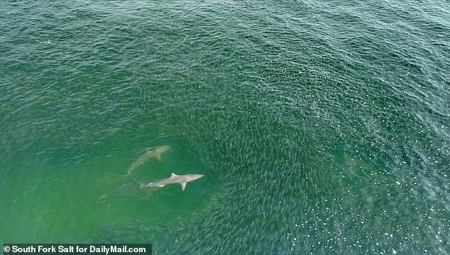 Experts recommend avoiding uneven waters where sharks can carry out 'sneak attacks'