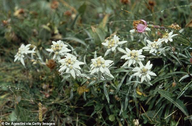 Authorities in Zermatt, the mountain resort in the southern Swiss canton of Valais where the Matterhorn is located, have been forced to fence off pastures to ensure tourists stick to trails in order to protect local plants, some of which have disappeared.