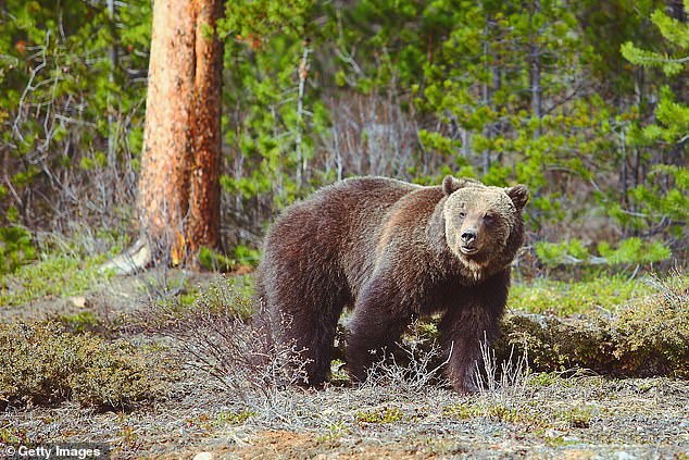 Jasper is also famous for its variety of wildlife, being home to animals such as moose, mountain goats, cougars, bobcats, black bears and grizzly bears.