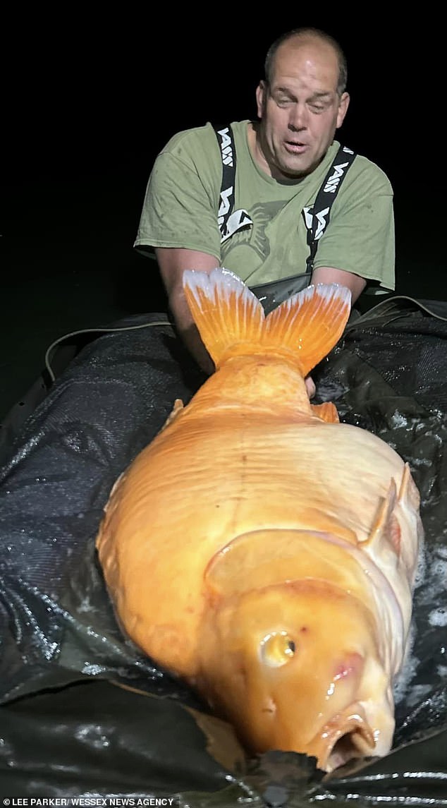 The amazing fish found in France measures 4 feet long and weighs a whopping 61 pounds 4 ounces.