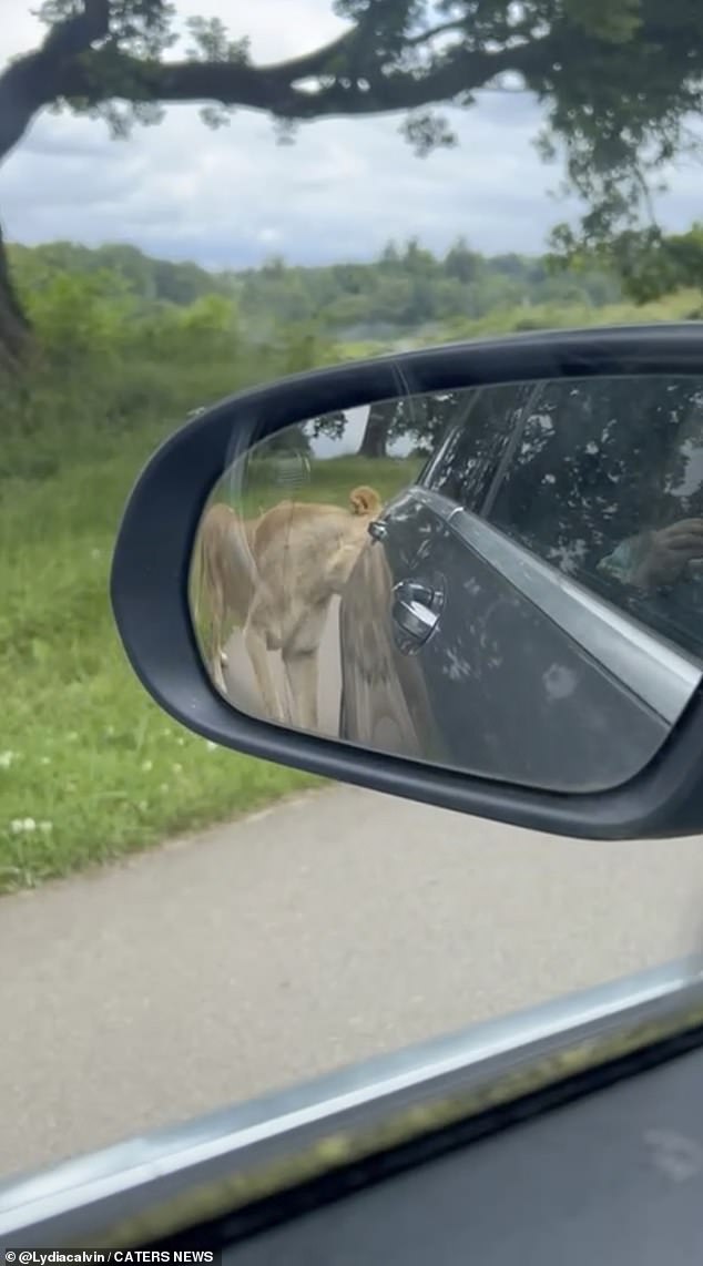 The lion was photographed biting the back of the family car, which was a Mercedes GLC. 