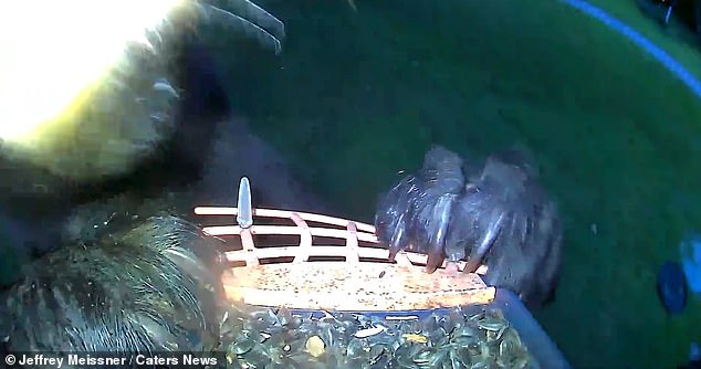 The feared predator was spotted trying to steal some sunflower seeds from a feeder placed on a pedestal at a home in New Gloucester.