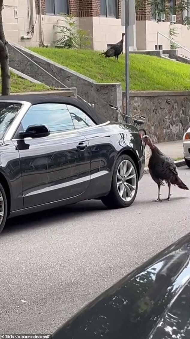 Video footage shows another turkey standing lookout from a grassy vantage point as another turkey viciously pecks at the parked car.