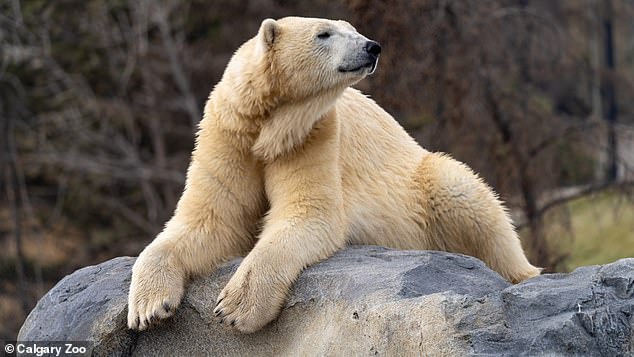 The bears were orphaned as cubs before conservation officers spotted them wandering near Churchill, Manitoba.