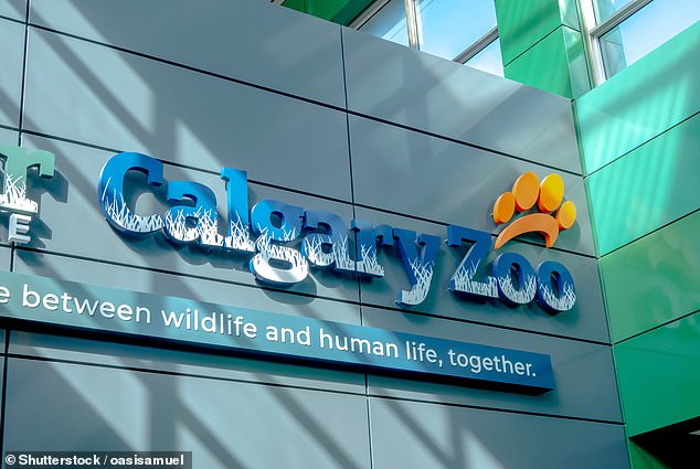 After six years, the duo were relocated to Calgary last October, making them the first polar bears at the zoo since 1999.