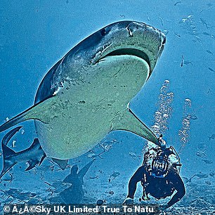 Steve saw his first shark when he was nine years old and was snorkeling in Malaysia.