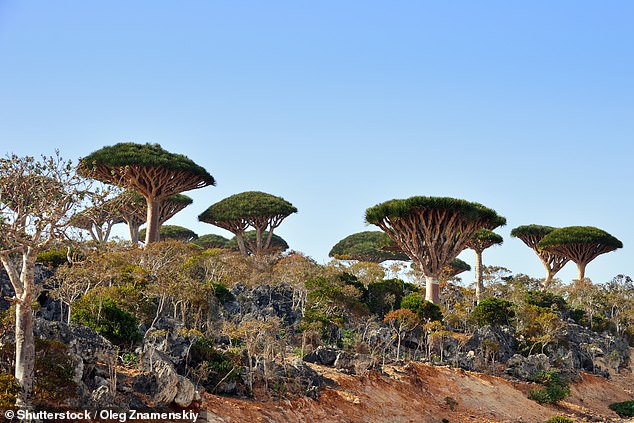 Socotra Island, off the coast of mainland Yemen (pictured above), is 