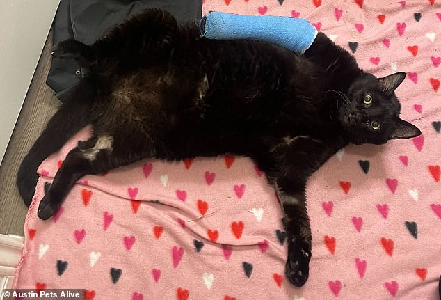 Shelter staff noticed he had a broken leg and was originally one of Austin Pets Alive's cats.