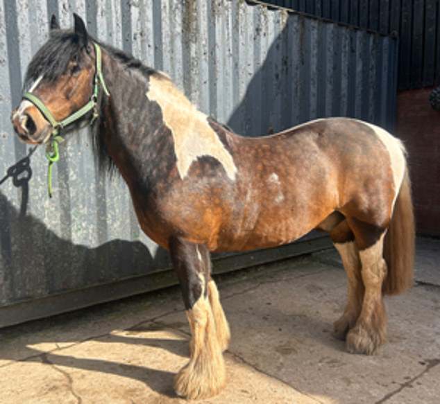 The traditional tricolour cob was last seen alive at around 7pm on Wednesday before his owner gave Alfie a bath and left him in a field for the night.