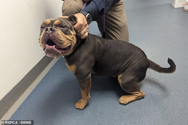 Fortunately, Biscuit has since been housed at the RSPCA Felledge Animal Centre while the charity looks to find her a new home.