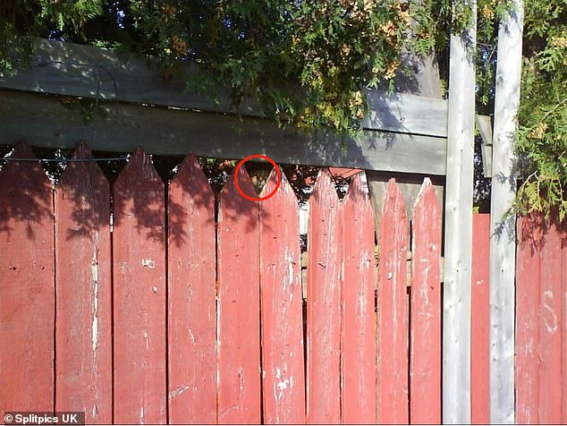 Look towards the centre of the photograph, hidden between two points of the irregular fence inside a perfect triangle, and you can see the cat's face.