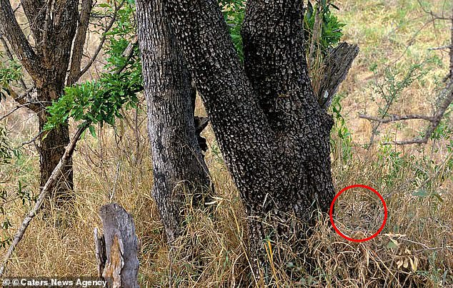 Look closer and you'll see that the leopard is located on the far right of the photo, at the base of the tree trunk and behind a clump of tall grass.