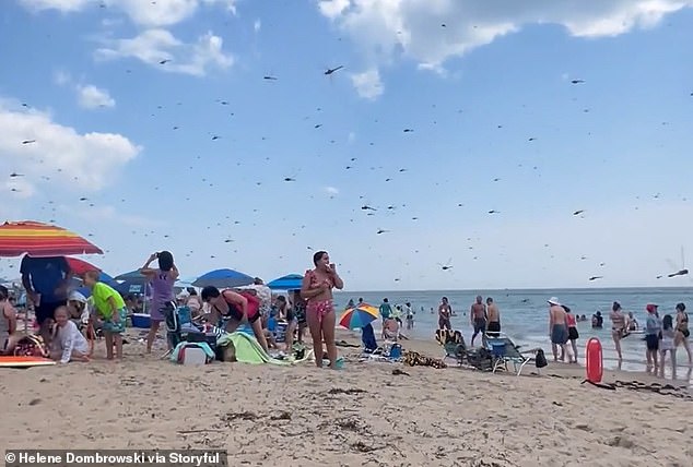 Some beachgoers gathered their things and left as the swarm flew in, while others crouched and watched the phenomenon unfold.