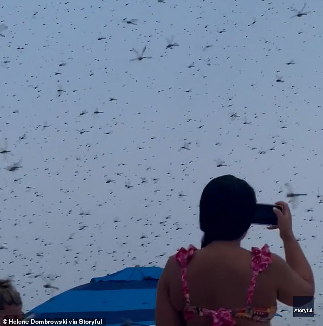 A bather is seen filming as 'millions' of dragonflies swarm the beach