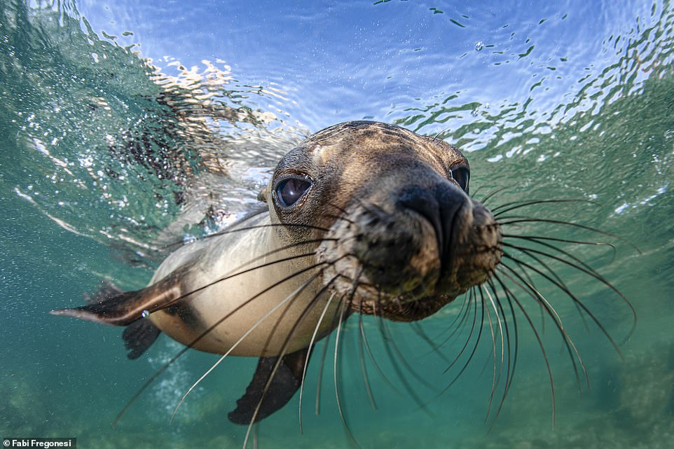 This image was taken on a rugged outcrop off the Mexican coast called Los Islotes, which is home to a colony of sea lions. Fabi says: 