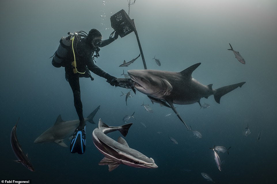 This image shows a bull shark during a shark feeding dive off the coast of Jupiter City, Florida. Fabi says: 