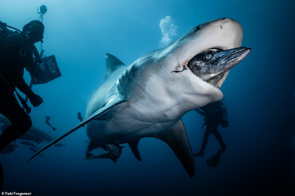 In this image taken off the coast of Jupiter, Fabi captures a shark devouring a fish. She notes: 