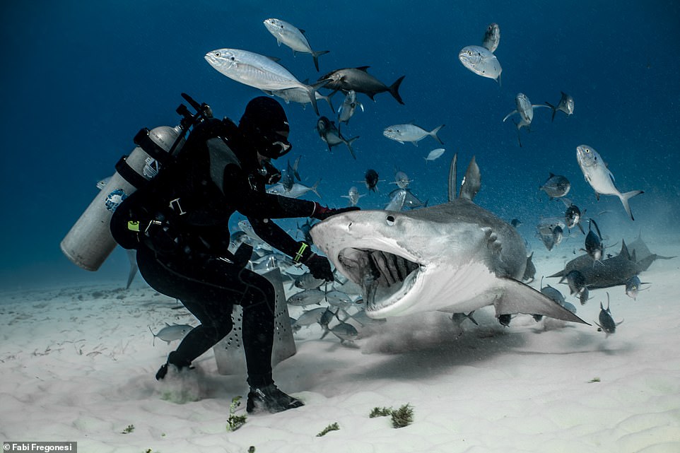 The image shows a tiger shark approaching a diver with its mouth open during a dive to feed. Fabi says: 