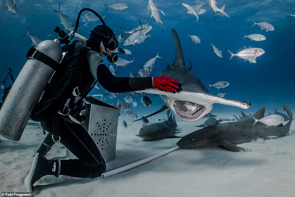 Fabi took this photo of a hammerhead shark in Bimini, Bahamas. She says: 