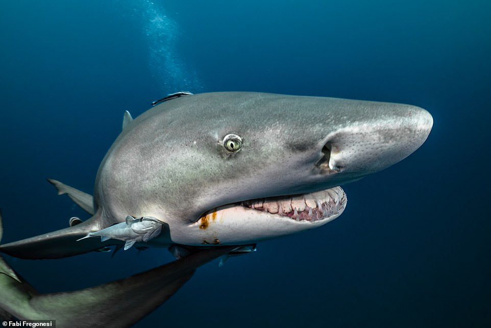 A lemon shark captured up close in Jupiter, Florida, in an image that might scare some people. However, Fabi says: 