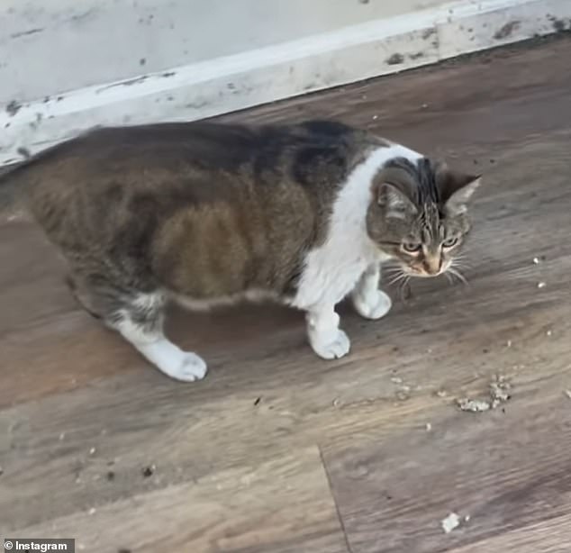 Vaizman shared a video of the cat cleaning up the damage at her home and will be taking her back to the vet on Tuesday.