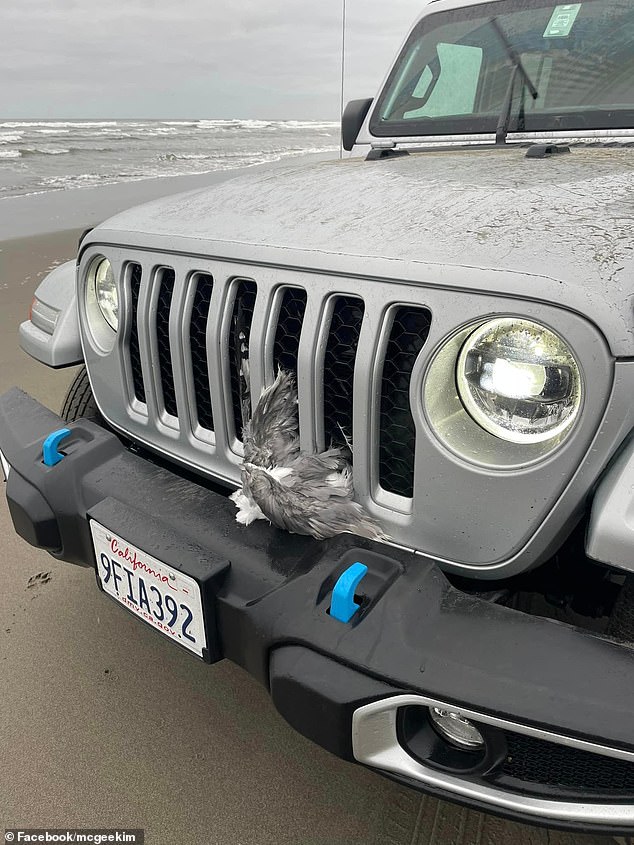 A witness took photos of the driver and the Jeep, which had pieces of seagulls lodged in the grille.