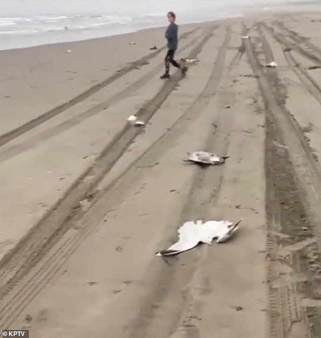 Witnesses also took videos of numerous dead birds in the sand.