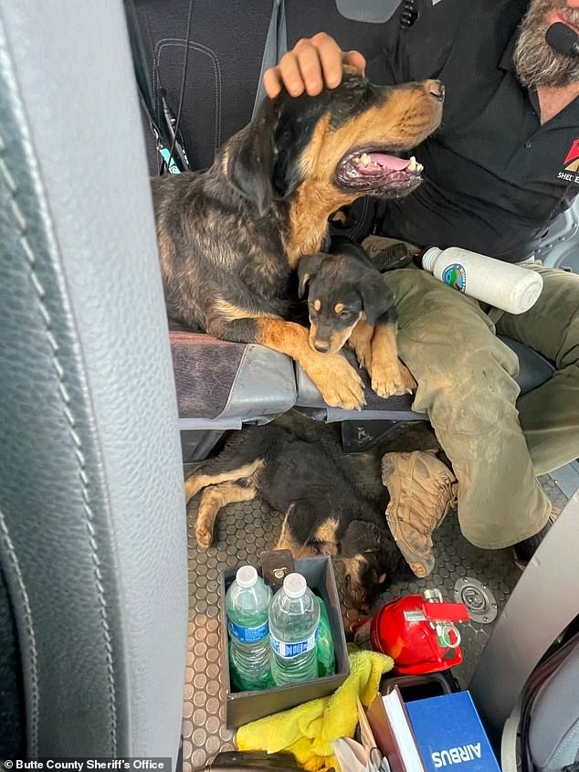 The dog owner was evacuating Cohasset on July 24 when his truck broke down and they had to leave two adult dogs and four puppies behind.