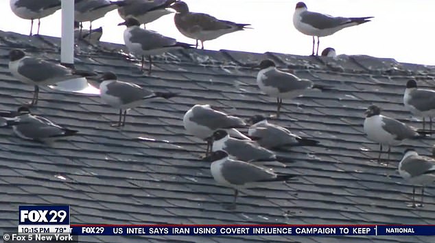 The smell has attracted swarms of seagulls, which are leaving their mark on the city.