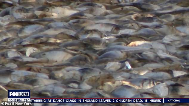 The New Jersey Department of Environmental Protection has attributed the mass fish kill to a combination of warm temperatures and poor water quality.