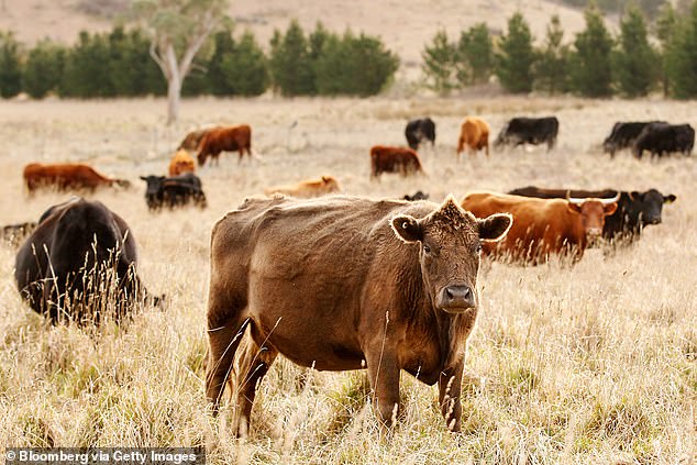 Chinese claim contaminated Australian beef is cause of negative drug test results